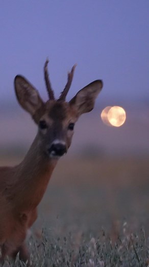 Calling in Roebuck: Hunting Deer in the Field