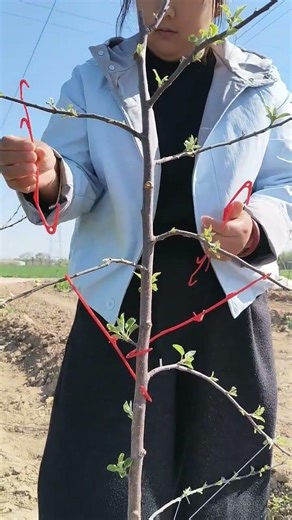 Smart Branch Training for Apple Trees 🍎 | Boost Growth & Fruit Production Fast!#TreeTraining#Farming