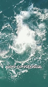 2.8M views · 5.9K reactions | Humpback Whale Attempts to break up...