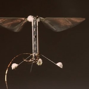 22K views · 437 reactions | Why Are Scientists Making Robot Insects? | Veritasium | Facebook