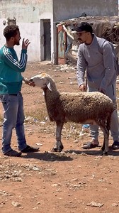 852K views · 7.6K reactions | #مقلب ميمكنش شرا اغلى حوليا غير ب 40 ريال | Saad Benmansour | Facebook