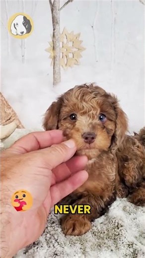 Say hello to Finch, the F1b Cockapoo boy with soft curls, bright eyes, and a heart full of
