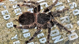 Are tarantulas poisonous, how long do they live, what do they eat?