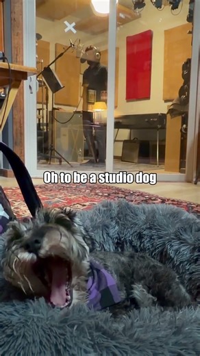 The real studio wisdom comes from Gretl 🐶