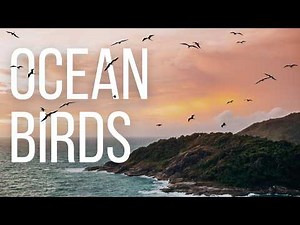 3 Hours of Ocean Waves and Bird Sounds | Relax, Focus, and Unwind with Nature 🌊🐦