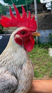 503K views · 10K reactions | BINABAE NA STRAIGHT COMB ☑️. Disclaimer: No animals were harmed in this video. For breeding purposes only. Not for illegal use! #fbreels2024 #noanimalswereharmedinthisvideo #animallover #followers | Shiela Peñaloza Alcantara | Facebook