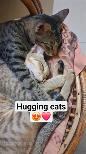 “They fell asleep.. hugging each other 🥺❤️ #CatLove #CuteCats #CatShorts #SleepingCats #PetLovers
