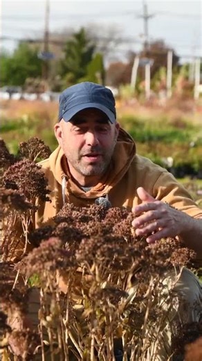 Sedum 'Autumn Joy' - A True Workhorse in the Fall Garden!