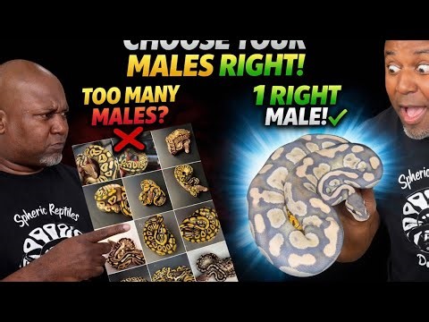How Many Ball Python Males Do You REALLY Need? (Breeding Strategy for Beginners & Pros)