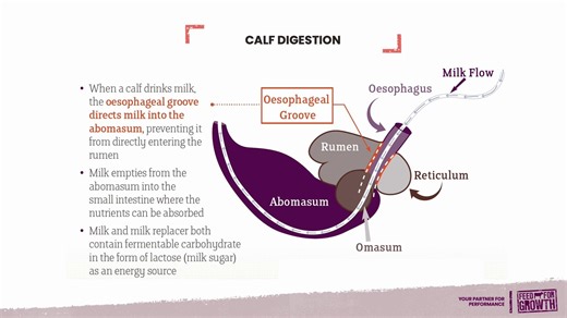 What causes abomasal bloat in calves? Dr Jessica Cooke explains the three conditions: excess fermentable carbohydrate, the presence of fermentative enzymes from bacteria and something that slows abomasal emptying. Understanding the cause helps with prevention 👇 | Feed for Growth