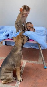 Big Puuppy Try Care All Baby MOnkey | Monkey TV