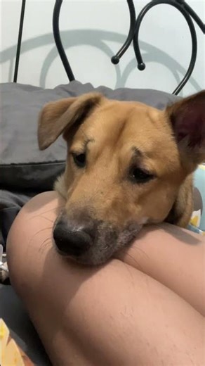 Baka sakaling bigyan ako ng mommy ko? - 🐶🐾🤪 #chocolate #reels #chochi #chukoy #dogvideos