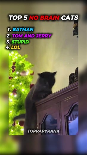 Top 5 No Brain Cats Moments #cat #funny #viral #brainrot #baby