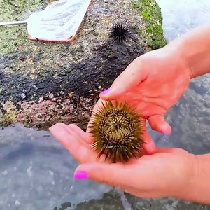There are always surprises at low tide! | Amanda Lewis