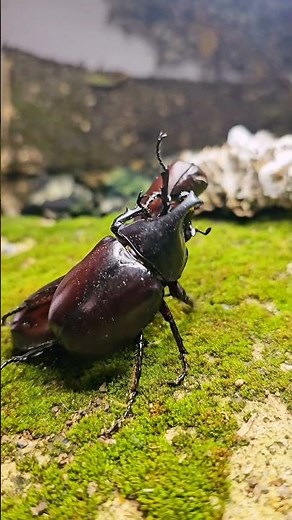 1. "Three Rhino Beetles Fight for Territory"