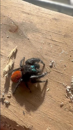 Up close with a curious red-back jumping spider (Phidippus Johnsoni)