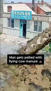 Man gets BLASTED with COW POOP💩