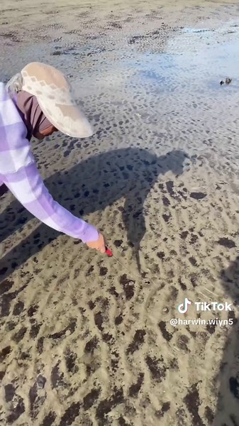 berburu kerang air #kerang #keranglaut #kalimantantimur