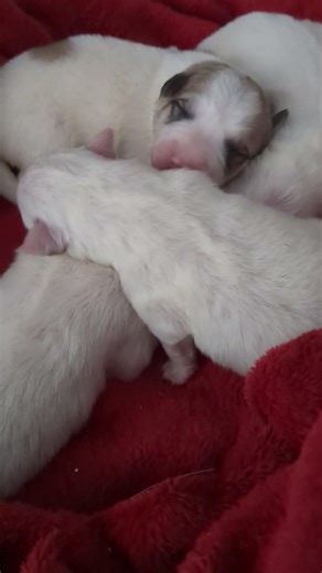 3 Day old Great Pyrenees puppies 😊💕 Good morning!😀 Arcadia