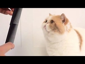 Do Cats Gag From Comb Sound