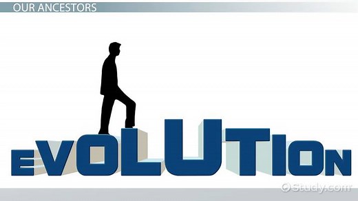 Human Evolution Lesson for Kids: Timeline & Stages