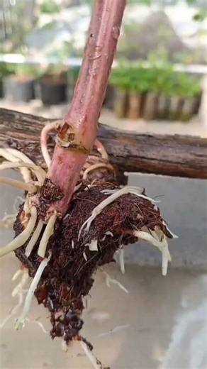 #Shorts Growing Grapefruit Trees: Easy Steps