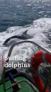 A wonderful moment for Shoreham Port staff as dolphins joined their pilot boat for a swim. 🐬🛥️🚢⚓ | BBC Kent