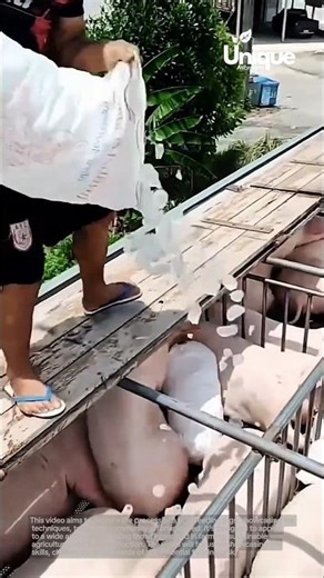 Farming for beginners: a simple guide to pig farming