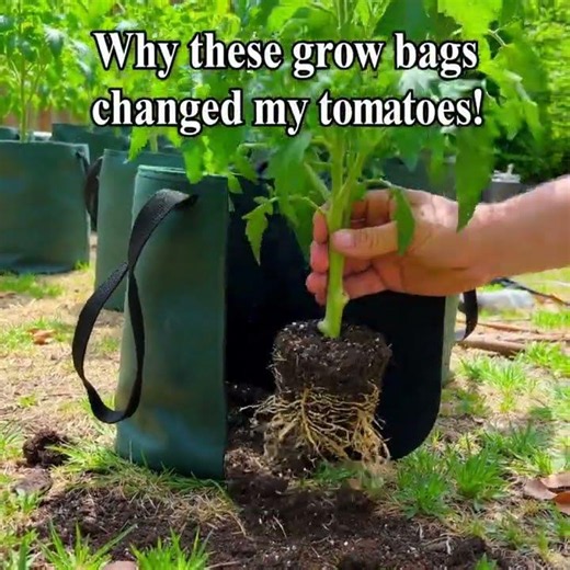 Root Rot: Plant Grow Bags Available #shorts #garden