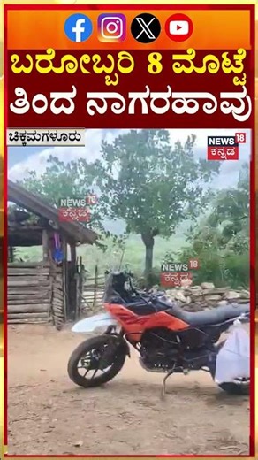 Hungry Cobra Swallows 8 Eggs | ಬರೋಬ್ಬರಿ 8 ಮೊಟ್ಟೆ ತಿಂದ ನಾಗರಹಾವು | N18S