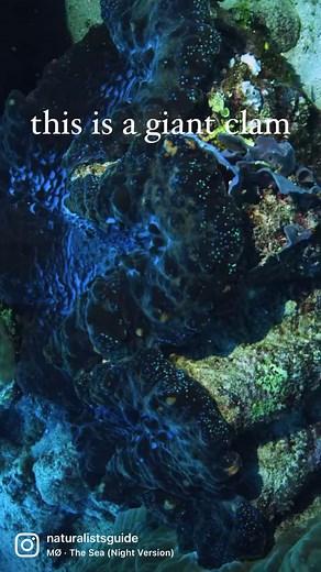 2.4K views · 139 reactions | Giant clams can weigh up to 440lbs/ 200kgs and about 3ft/ 1m across. Giant clams are sessile meaning they stay in place on the sea floor. #giantclam #giant #clam #clams #clamshells #clamshell #sealife #giantclams #underwaterphotographer #underwaterworld #oceanlife #wildlife #underwaterlife #underwater | Naturalist's Guide | Facebook