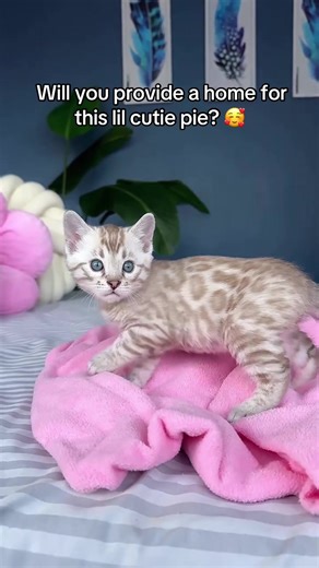 Will you provide a home for this lil cutie pie? 🥰 #bengalcat #bengalkittens #bengalkitten #bengalcats #fyp