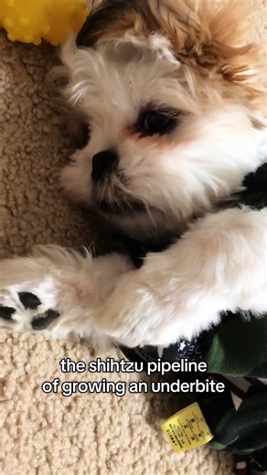 saw a video by @goomba and had to recreate lol!! these clips definitely don’t do his underbite justice tho. it’s a lot more prominent if u see him in person 🤣🤣 but still my ugly cute babie brother