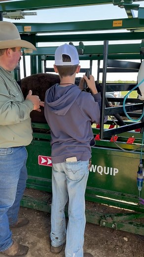 111K views · 1.7K reactions | Branding cattle #Branding #Cattle #KeepRanchin #KingOfTikTok #RanchLife #Ranch #Cattle #CommercialCattle #EatBeef #Beef #Feedlot | Bar 7 Ranch | Facebook