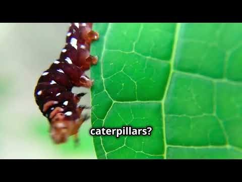 Incredible Insects: Secret Lives of Bugs!