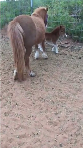 Adorable Miniature Horse Takes a Tumble! #Horses #Shorts