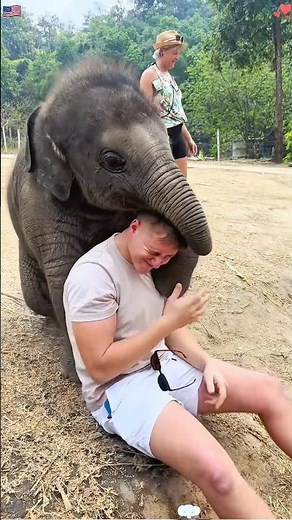 Saved an orphaned elephant! 1 year later, its paintings saved the zoo!😭❤️ #animals #love #elephant