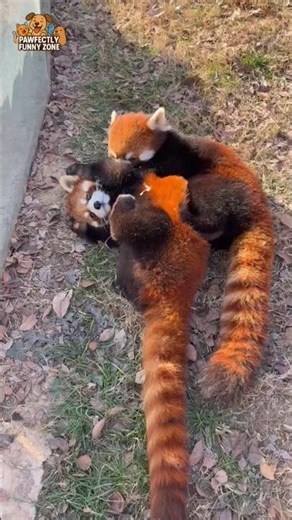 The most playful "Firefox" you've ever seen! 🦊🧡 #cuteanimals #wildlife