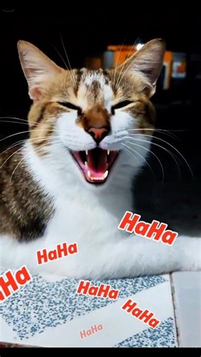 Ketika kucing lucu kentut!! #kucinglucu #catlovers