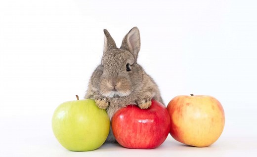 Yes, Rabbits Can Eat Apples! But Follow These 6 Tips