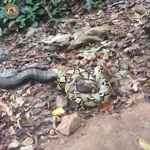 King cobra and reticulated python fight. | Animal Channel Videos