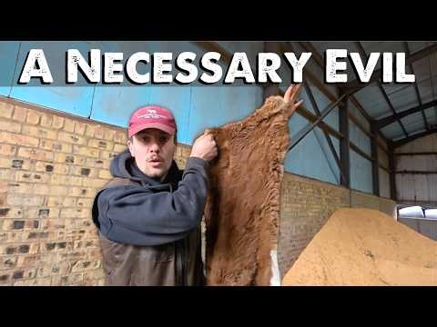The Calf Didn't Survive | Drainage Issues