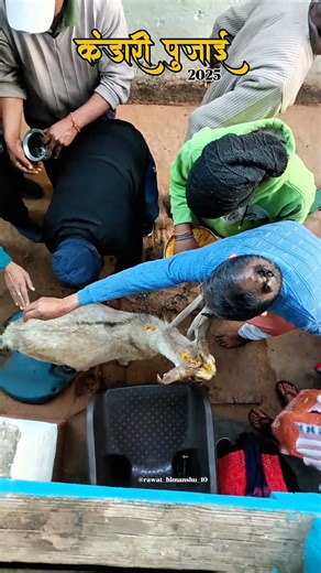 कंडारी पुजाई 2025 ❤️