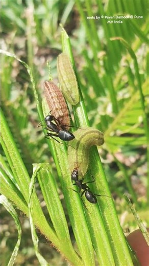 Symbiotic relationship between Black Ants and caterpillar of Lycaenidae family Save Butterflies