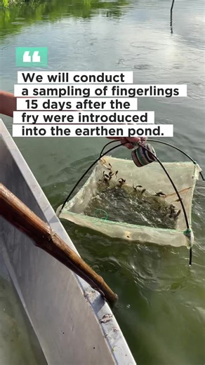 Catfish Breeding Secrets for Beginners