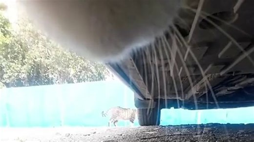 Course poursuite de chats #POV