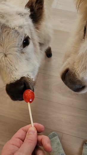 Adorable Baby Cows Enjoying Lollipops and Playtime
