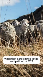 What Is the World’s Softest Wool?