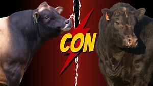 Cruce de Aberdeen Angus con Jersey: La Clave para la Ganadería Eficiente y Sostenible Descubre cómo el cruce entre la raza Aberdeen Angus y Jersey está revolucionando la producción ganadera. Este cruce combina lo mejor de ambos mundos: la producción de carne de alta calidad de la Angus y la eficiencia lechera de la Jersey. En este video, exploramos cómo esta mezcla genética mejora la resistencia, adaptabilidad y eficiencia alimentaria de los animales, convirtiéndolos en una opción ideal para gan