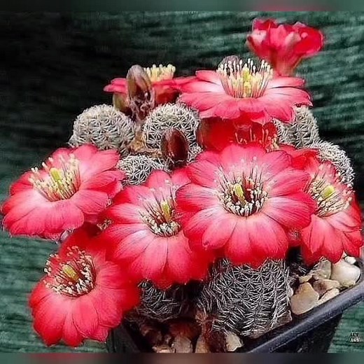 ppl to be on point of my favor on TikTok